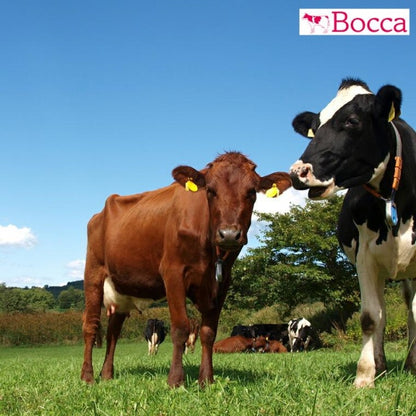 【10月～3月】牧家　飲むヨーグルト　オレンジと赤ぶどう