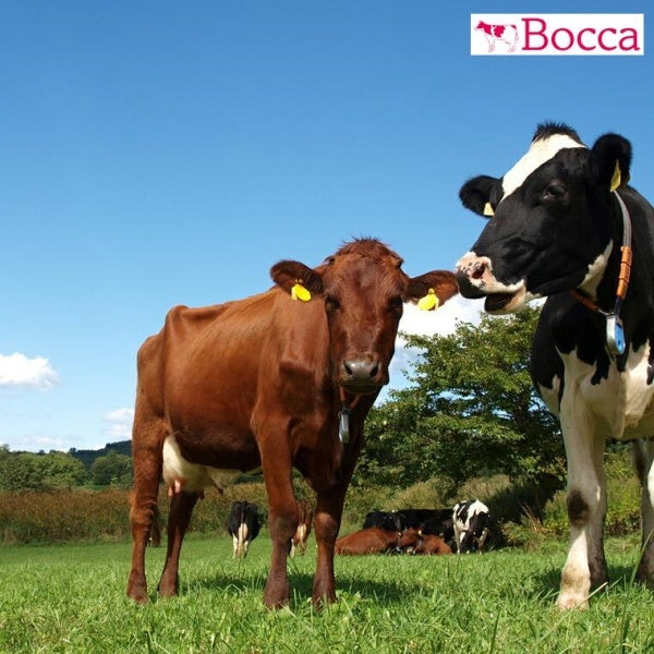 牧家 飲むヨーグルト　ミックスフルーツ