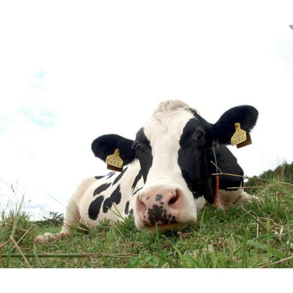 牧家 飲むヨーグルト　ももベリー