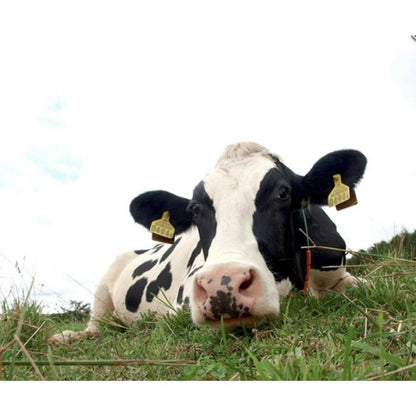 牧家 飲むヨーグルト　ももベリー